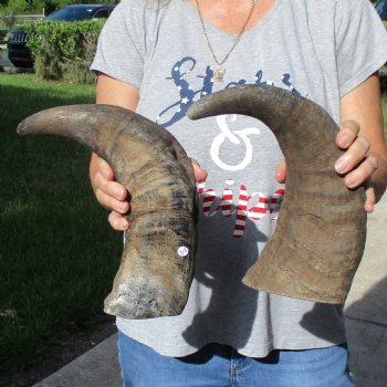 15" & 16" Raw Buffalo Horns - $25