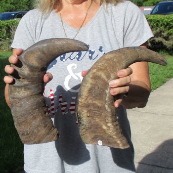 15" & 16" Raw Buffalo Horns - $25