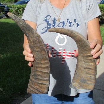 Two 16" Raw Buffalo Horns - $25