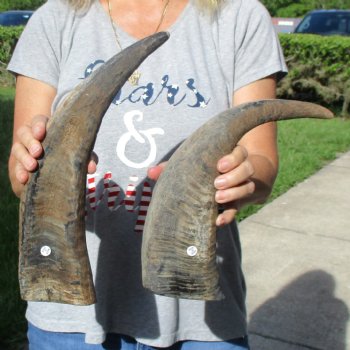 Two 16" Raw Buffalo Horns - $25