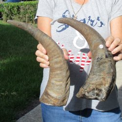 Two 16" Raw Buffalo Horns - $25