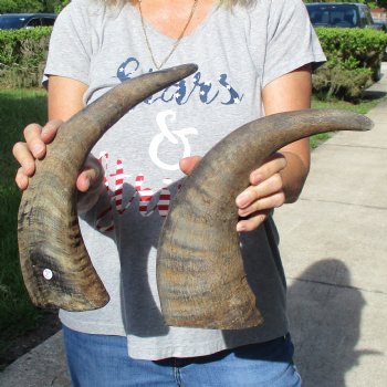 Two 16" Raw Buffalo Horns - $25