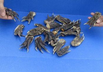 Genuine 20 pc lot Preserved Alligator feet 3 to 5 inches long $25