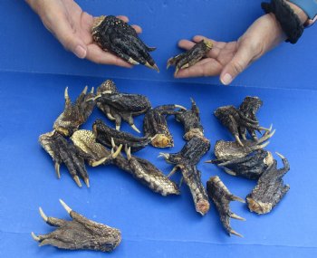 Genuine 20 pc lot Preserved Alligator feet 3 to 5 inches long $25