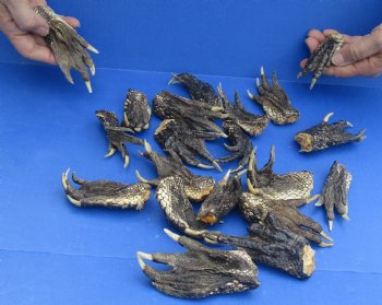 Genuine 20 pc lot Preserved Alligator feet 3 to 5 inches long $25