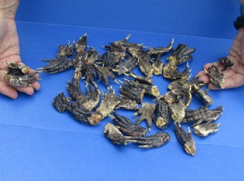 Buy this 50 Piece Lot of Authentic Preserved Alligator Feet, 1-1/2" to 2-1/2" for $32