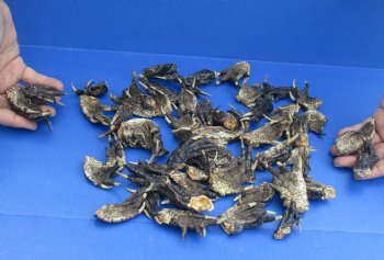 Buy this 50 Piece Lot of Authentic Preserved Alligator Feet, 1-1/2" to 2-1/2" for $32