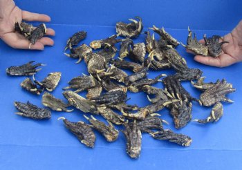 50 Preserved Alligator Feet, 1-1/2" to 2-1/2" - Available for Sale for $32