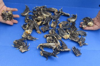 50 Preserved Alligator Feet, 1-1/2" to 2-1/2" - Available for Sale for $32