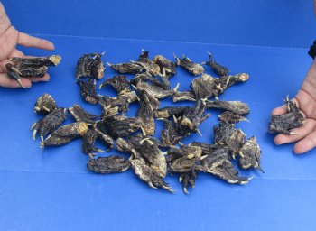 Buy this 50 Piece Lot of Authentic Preserved Alligator Feet, 1-1/2" to 2-1/2" for $32