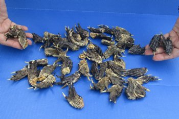 50 Piece Lot of Authentic Preserved Alligator Feet, 1-1/2" to 2-1/2" - For Sale for $32