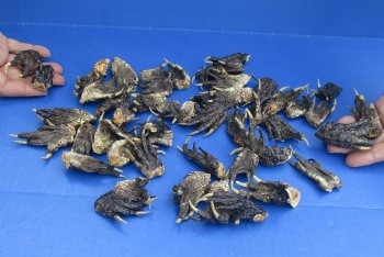 Buy Now 50 Preserved Alligator Feet, 1-1/2" to 2-1/2" - Available for Sale for $32