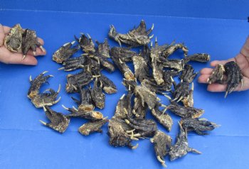 Available for Sale - 50 Piece Lot of Authentic Preserved Alligator Feet, 1-1/2" to 2-1/2" - $32