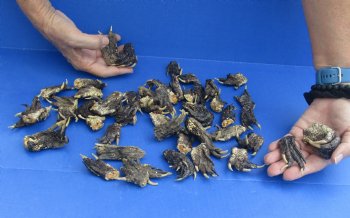 Buy Now 50 Preserved Alligator Feet, 1-1/2" to 2-1/2" for $32