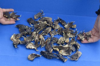 Buy Now 50 Preserved Alligator Feet, 1-1/2" to 2-1/2" for $32