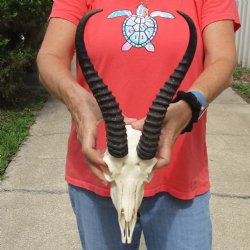 8-1/2" Male Springbok Skull with 11" Horns - $65