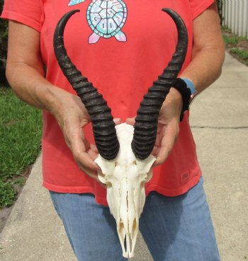 8-1/2" Male Springbok Skull with 11" Horns - $65