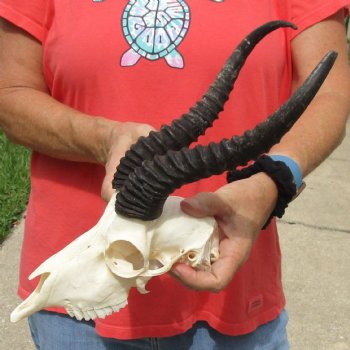 8-1/2" Male Springbok Skull with 11" Horns - $65