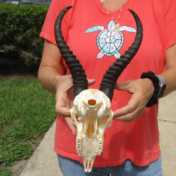 8-1/2" Male Springbok Skull with 11" Horns - $65