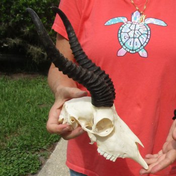 8-1/2" Male Springbok Skull with 11" Horns - $65