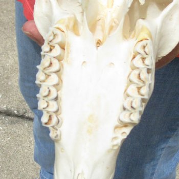 8-1/2" Male Springbok Skull with 11" Horns - $65