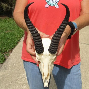 8" Male Springbok Skull with 9" & 10" Horns - $65