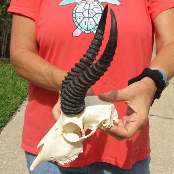 8" Male Springbok Skull with 9" & 10" Horns - $65