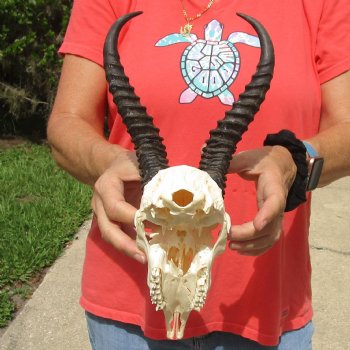 8" Male Springbok Skull with 9" & 10" Horns - $65