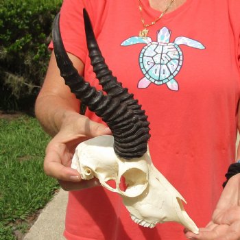 8" Male Springbok Skull with 9" & 10" Horns - $65