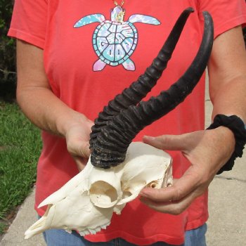 9-1/2" Male Springbok Skull with 11" Horns - $65