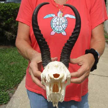 9-1/2" Male Springbok Skull with 11" Horns - $65