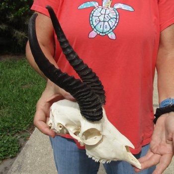 9-1/2" Male Springbok Skull with 11" Horns - $65