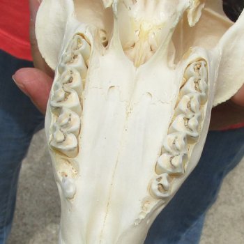 9-1/2" Male Springbok Skull with 11" Horns - $65