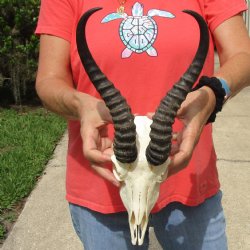 8" Male Springbok Skull with 11" & 12" Horns - $65