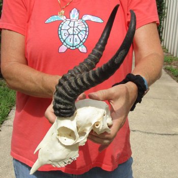 8" Male Springbok Skull with 11" & 12" Horns - $65