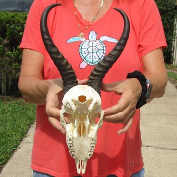 8" Male Springbok Skull with 11" & 12" Horns - $65