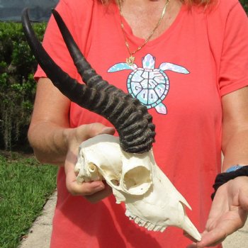 8" Male Springbok Skull with 11" & 12" Horns - $65