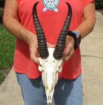 8" Male Springbok Skull with 9" & 10" Horns - $65