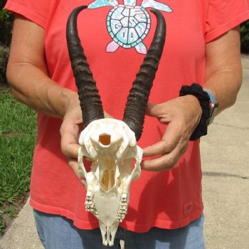 8" Male Springbok Skull with 9" & 10" Horns - $65