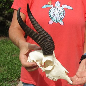 8" Male Springbok Skull with 9" & 10" Horns - $65