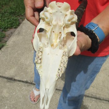 8" Male Springbok Skull with 9" & 10" Horns - $65