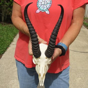 8" Male Springbok Skull with 11" & 12" Horns - $65