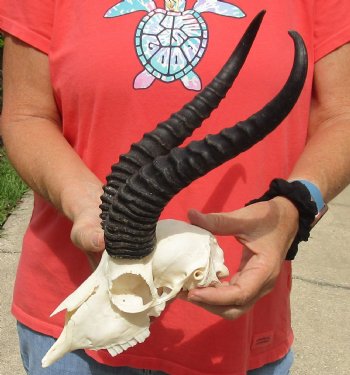 8" Male Springbok Skull with 11" & 12" Horns - $65