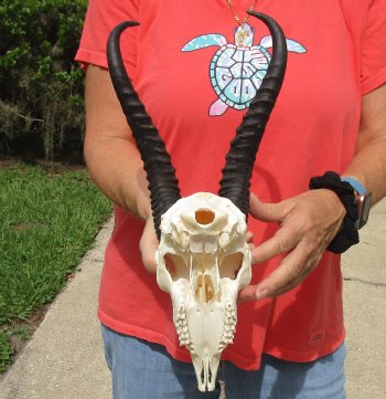 8" Male Springbok Skull with 11" & 12" Horns - $65