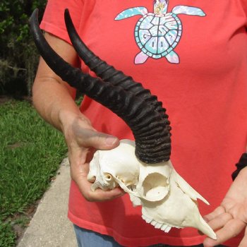 8" Male Springbok Skull with 11" & 12" Horns - $65