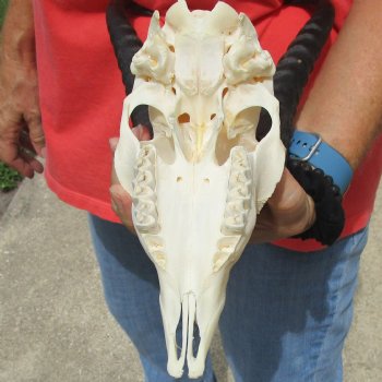 8" Male Springbok Skull with 11" & 12" Horns - $65