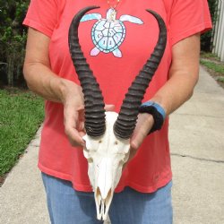 B-Grade 8" Male Springbok Skull with 11" & 12" Horns - $45