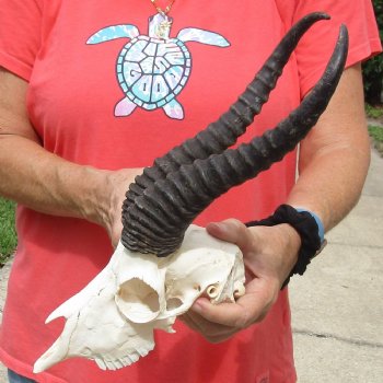 B-Grade 8" Male Springbok Skull with 11" & 12" Horns - $45