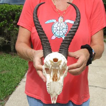 B-Grade 8" Male Springbok Skull with 11" & 12" Horns - $45