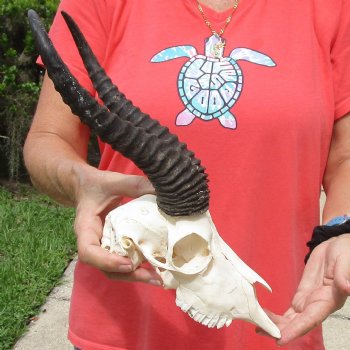 B-Grade 8" Male Springbok Skull with 11" & 12" Horns - $45